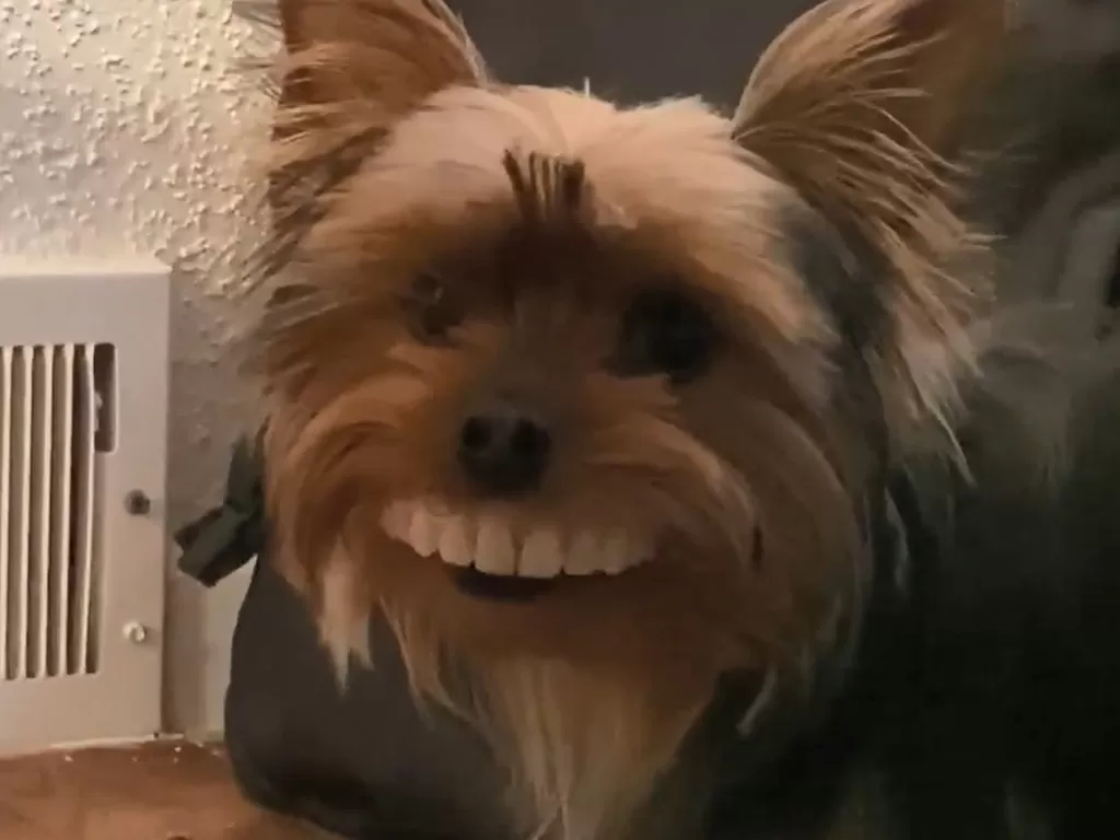 Seekor anjing bernama Thomas yang memakai gigi palsu manusia. (Photo/Facebook/Ben Campbell)