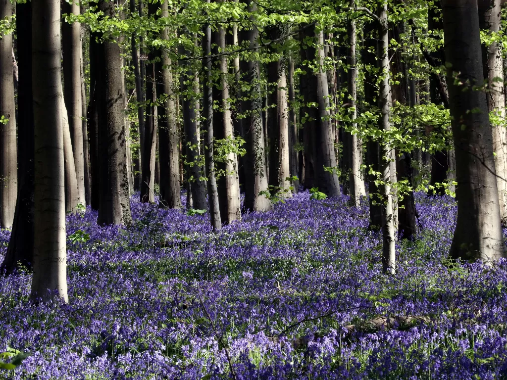 Hamparan warna biru bunga blubell di Hutan Hallerbos, Belgia saat musim semi. (REUTERS/Yves Herman)