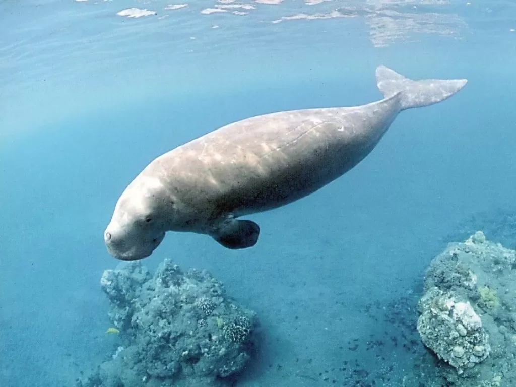 Ilustrasi dugong. (Pinterest)