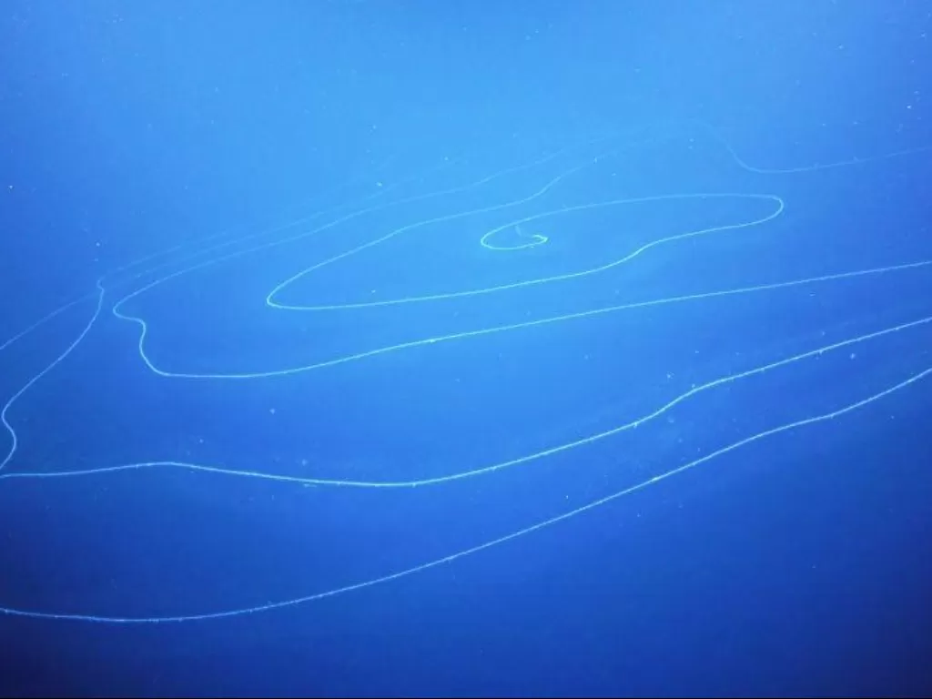 Siphonophore, hewan terpanjang di dunia. (Tangkapan layar/ Schmidt Ocean Institute)