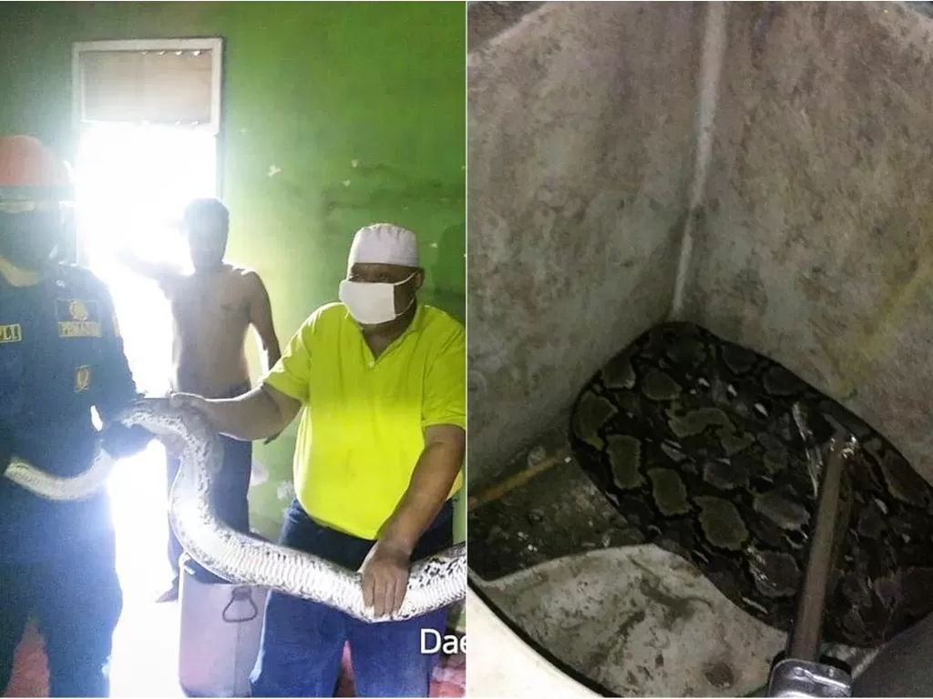 Kiri: Petugas damkar saat evakuasi ular sanca di rumah warga. Kanan: Penampakan ular sanca di rumah warga. (instagram/@damkar_jagakarsa420)