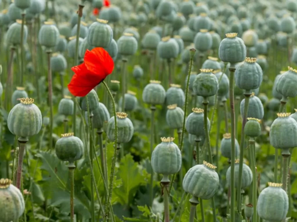 Tanaman Opium atau Poppy. (dovetail.org.au)