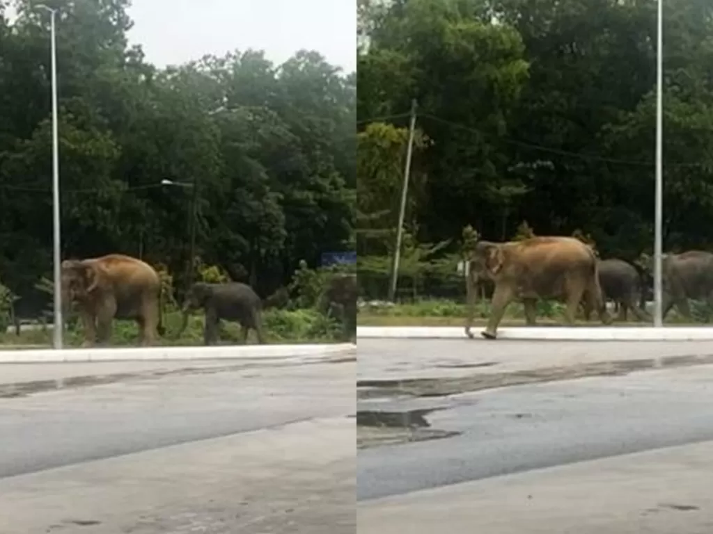 Gajah-gajah liar turun ke jalanan Malaysia. (Tangkapan layar/Facebook)