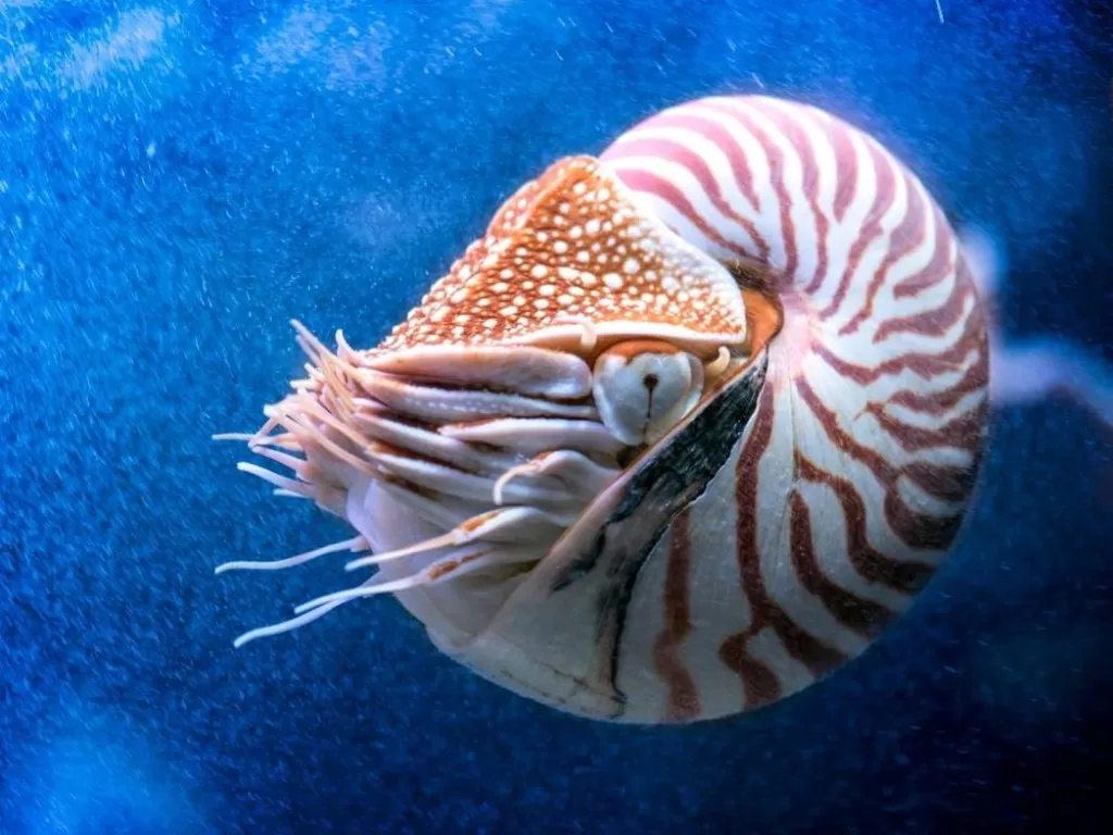 Nautilus, spresies cumi-cumi bercangkang. (theexpertshow.com)