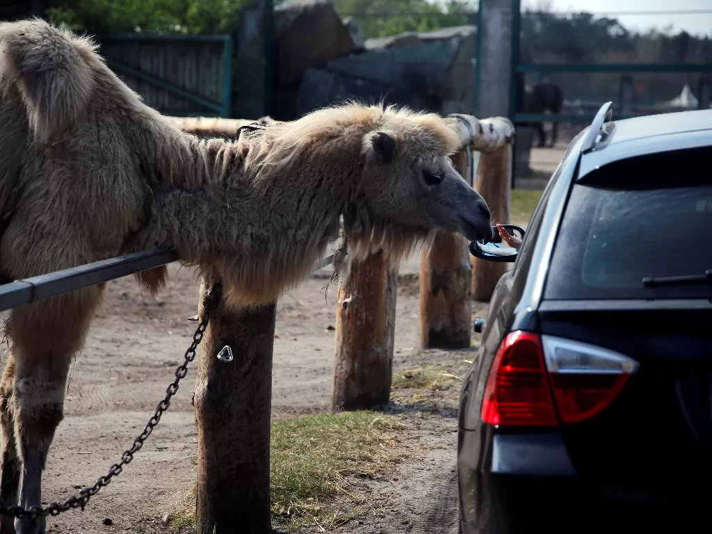 Ilustrasi kebun binatang drive thru. (REUTERS)