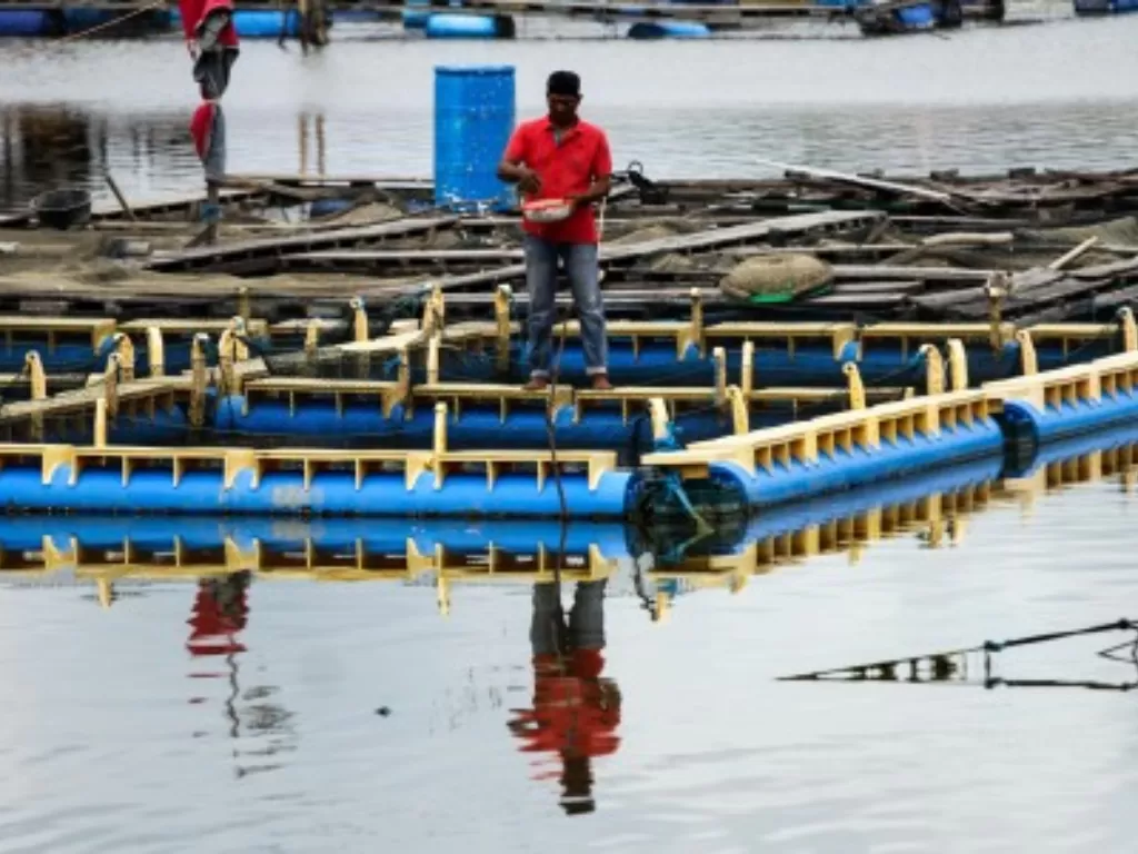 Nelayan keramba memberi pakan ikan kerapu di daerah aliran sungai Cunda, Lhokseumawe, Aceh, Sabtu (2/5/2020). Produsen budidaya Kerapu mengaku, perdagangan ikan kerapu hidup jenis hibrid komoditi untuk pasar ekspor Hongkong, Malaysia ,dan pasar dalam nege