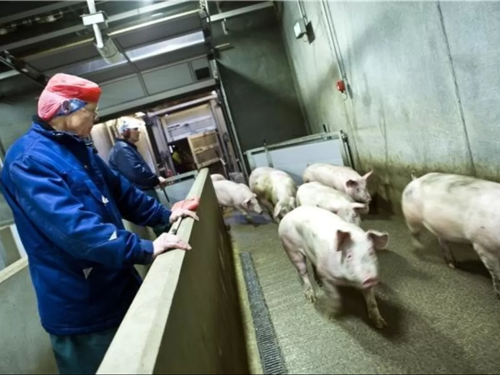 Ilustrasi karyawan pengolahan daging babi. (Global Meat News)