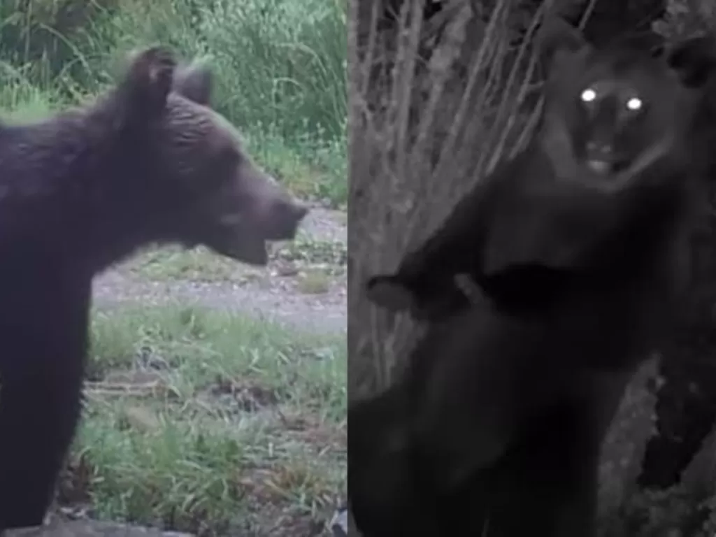Beruang cokelat kembali terlihat di Spanyol. (Tangkapan layar/Youtube)