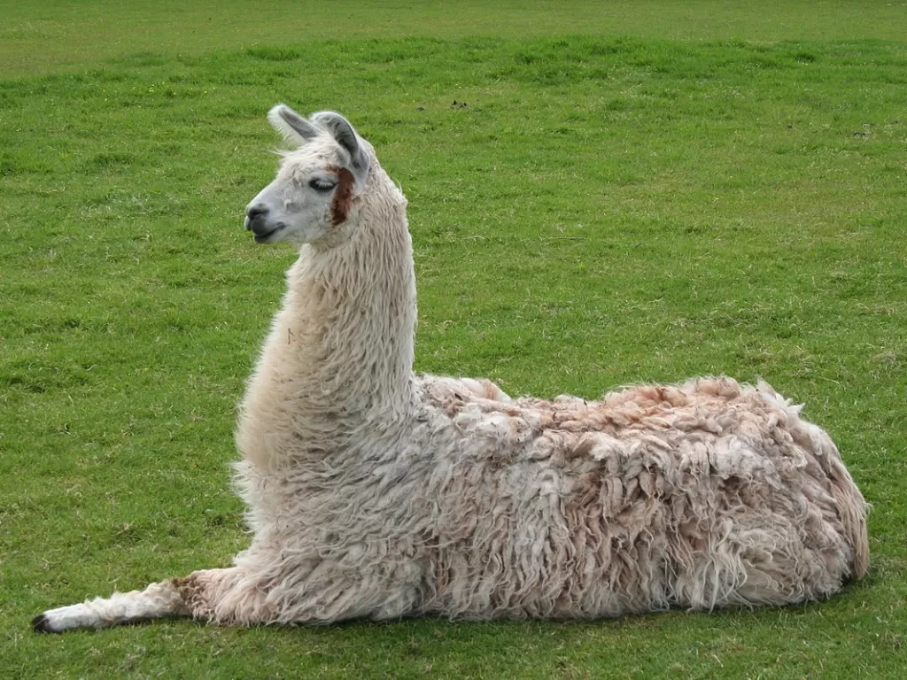 Hewan Llama (Wikipedia)