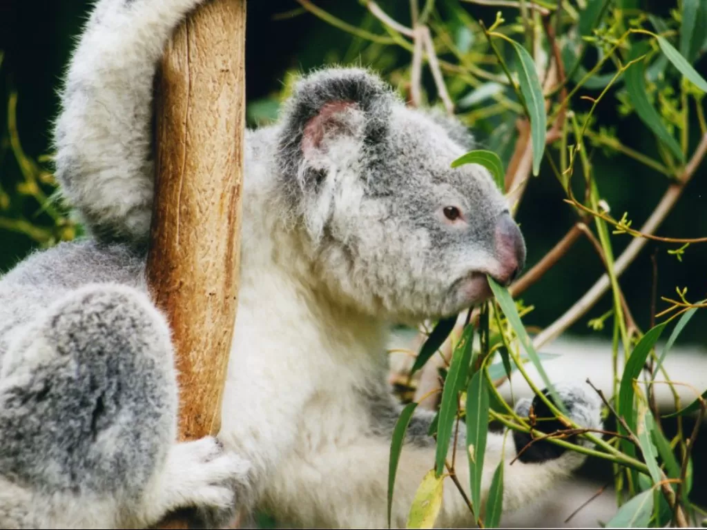 Koala dan daun eukaliptus. (wikipedia.org)