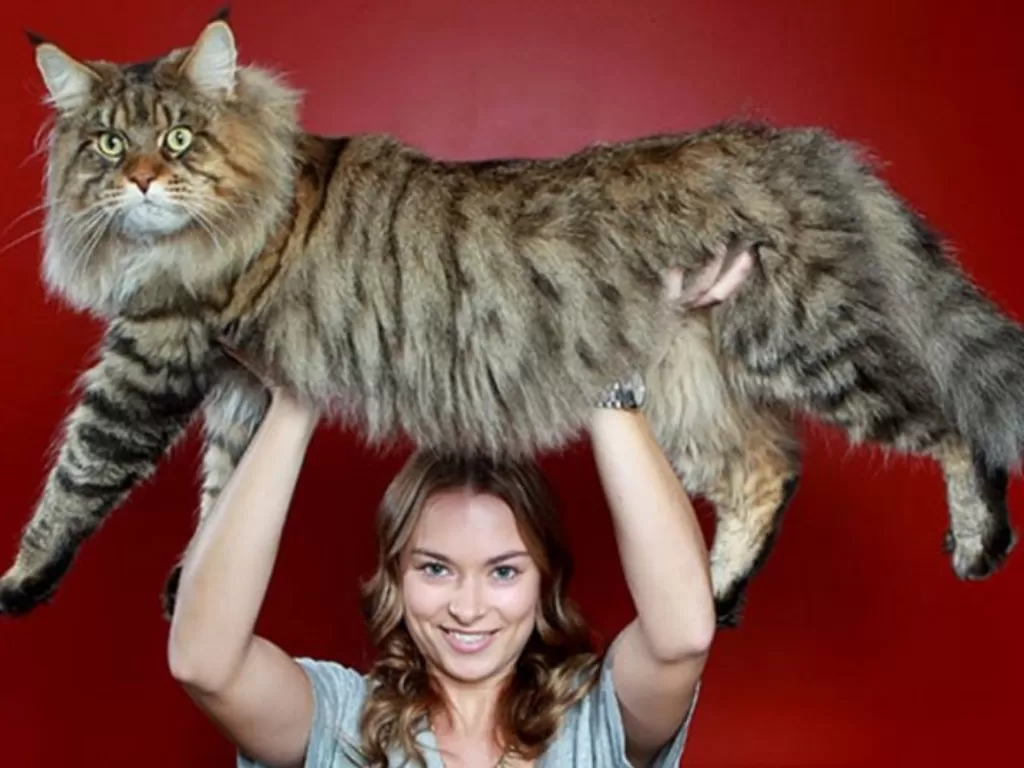 Kucing jenis Maine Coon . (cats.blog.br)