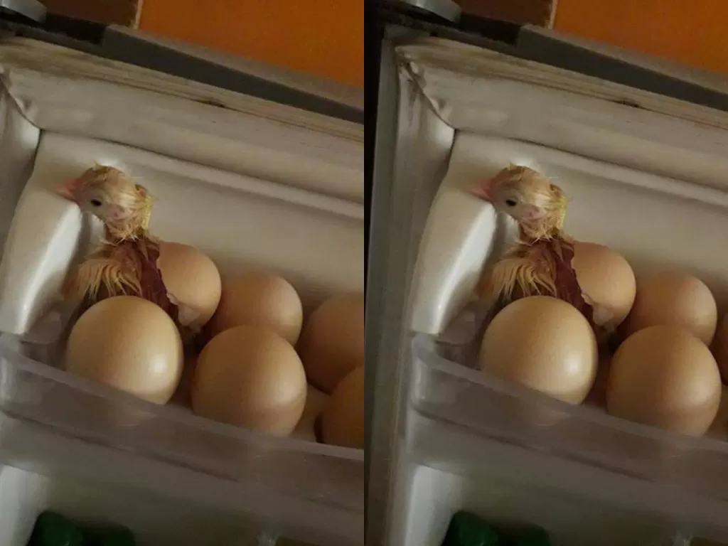Telur menetas di dalam kulkas. (Twitter/@lalaaapooooo)
