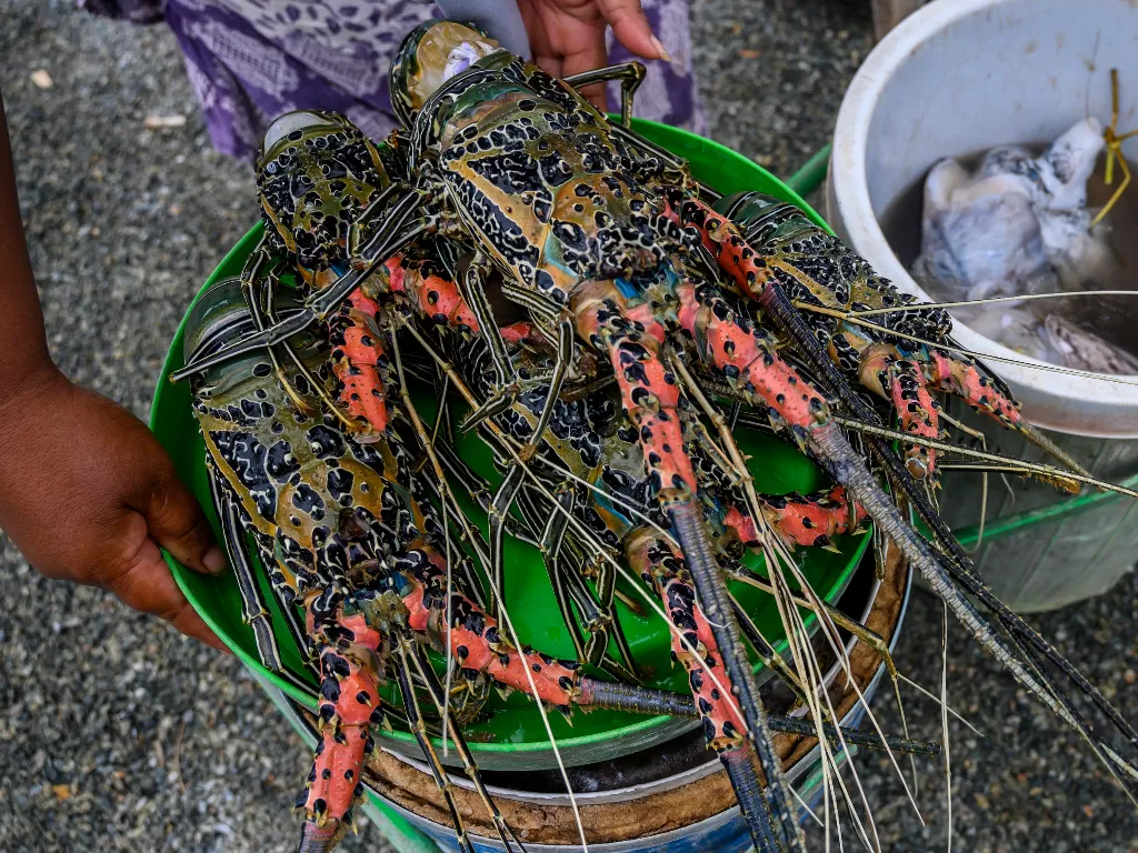 Pedagang menata lobster (Nephropidae) yang dijualnya di pasar ikan di Palu, Sulawesi Tengah (ANTARAFOTO/Basri Marzuki)