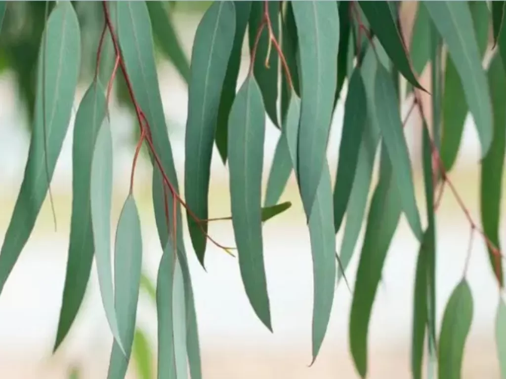 Pohon Eucalyptus.(Pinterest/medicalnewstoday)