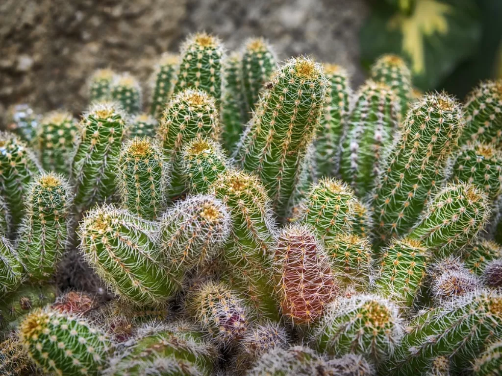 Kaktus. (Pixabay/enriquelopezgarre)