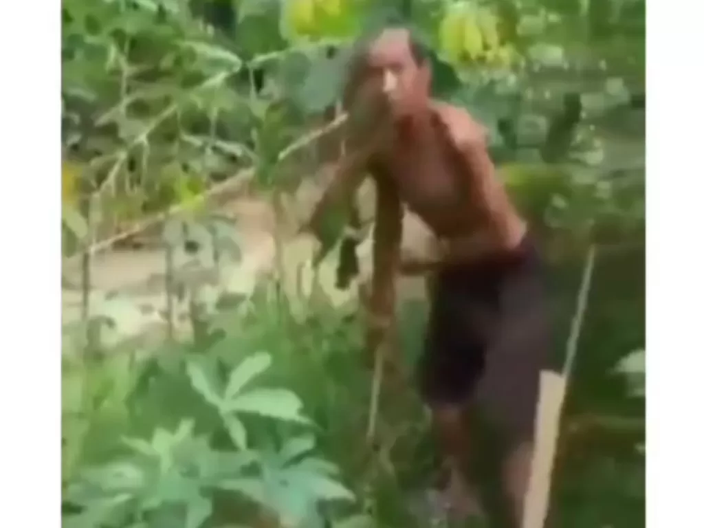 Cuplikan video seorang pria paruh baya mencuri singkong di kebun orang yang viral di media sosial. (Istimewa)