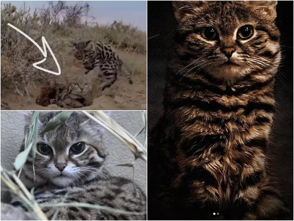 Felis nigripes, Kucing Liar Afrika Yang Kecil Tapi Ganas (Screenshots/BBC/Instagram/@chuckbert4sdzoo/@byron_ec)