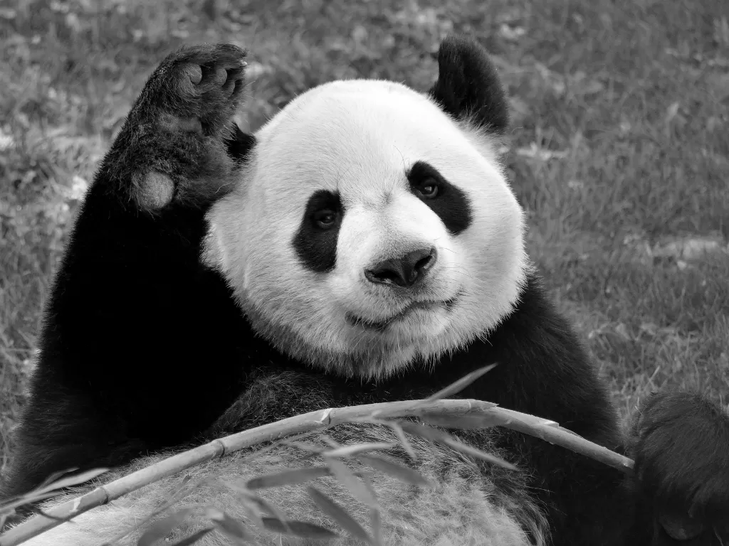 Seekor panda di kebun binatang Calgary, Kanada. (Via REUTERS)