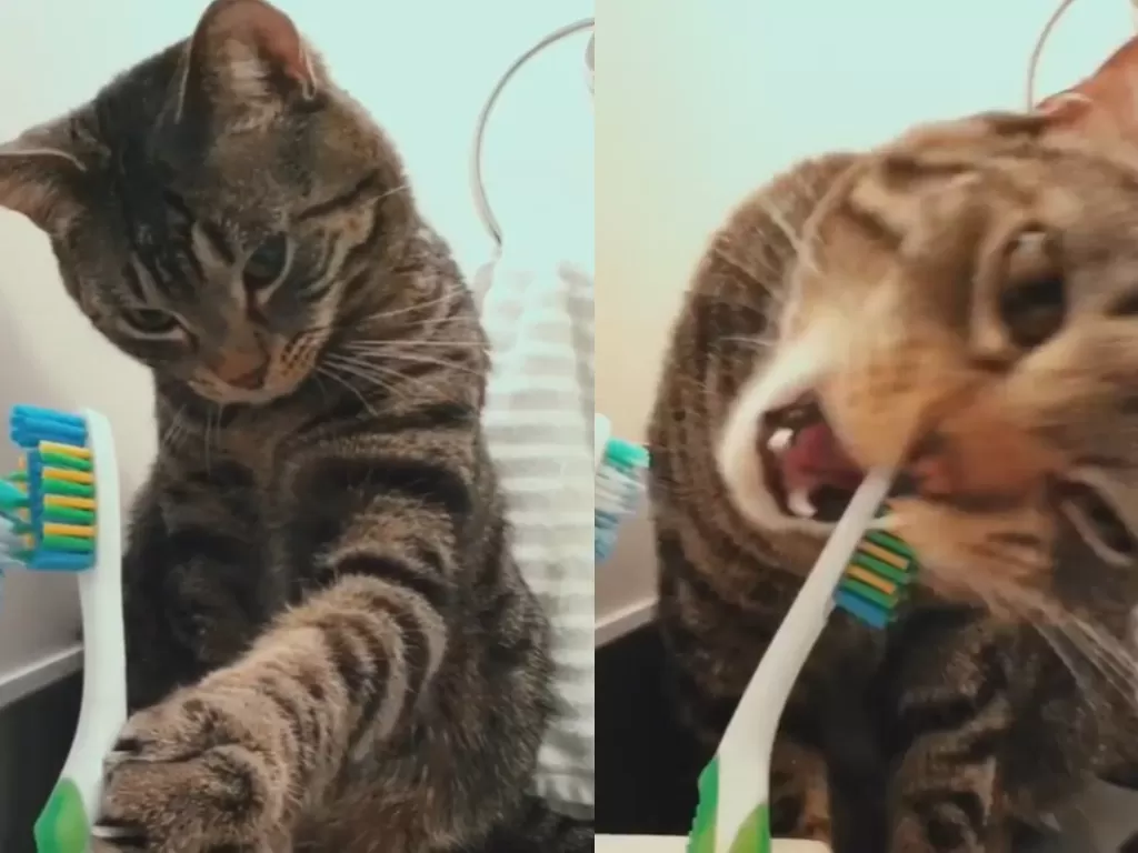 Kucing sikat gigi sendiri. (Screenshot)