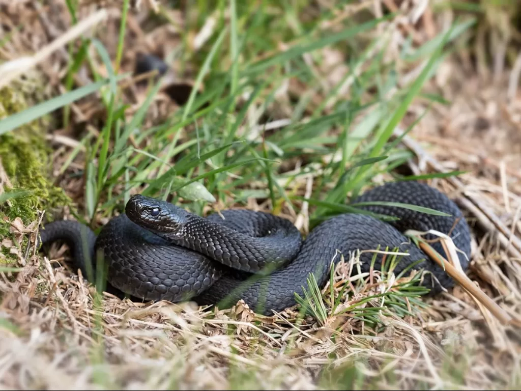 Ilustrasi ular hitam. (Pixabay/Winterseitler)
