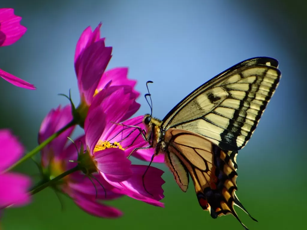 Kupu-kupu. (Ilustrasi/Pixabay/Santa3)