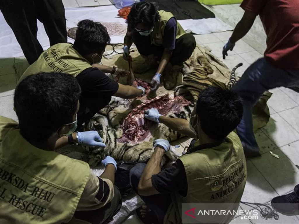 Sejumlah petugas dan dokter hewan melakukan nekropsi terhadap bangkai harimau sumatera di Kantor BBKSDA Riau, Pekanbaru, Senin (18/5/2020) malam. Harimau sumatera (panthera tigris sumatrae) liar berkelamin jantan ditemukan mati akibat jerat pemburu di kaw