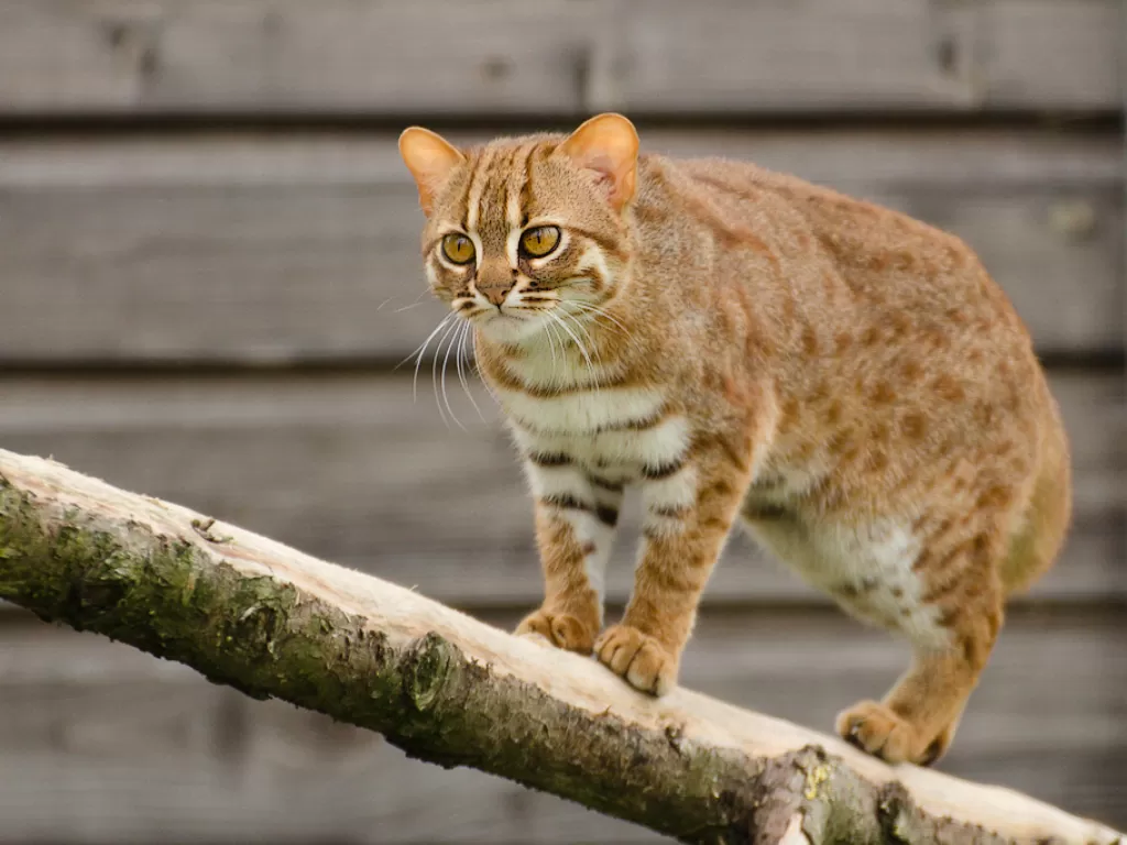 Rusty-spotted Cat. (Flickr/MyDM)