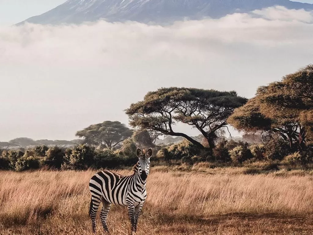 Ilustrasi taman nasional di Kenya. (Instagram/amboselinationalpark)