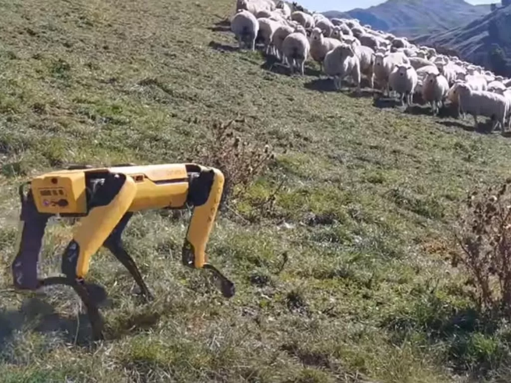 Robot Boston Dynamics saat mengembala kawanan domba (photo/Rocos via. Independent)