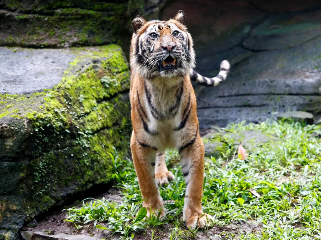 Fitri, harimau Sumatra berusia 19 tahun, terlihat di kebun binatang di tengah COVID-19 di Bandung. (photo/REUTERS/Ajeng Dinar Ulfiana)