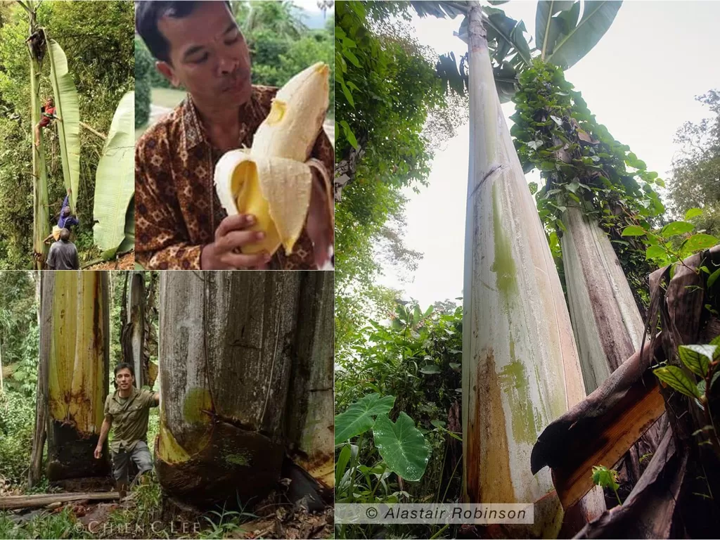 Pohon pisang Musa Ingens (Twitter/@hadi_nor/@BotanyDoc)