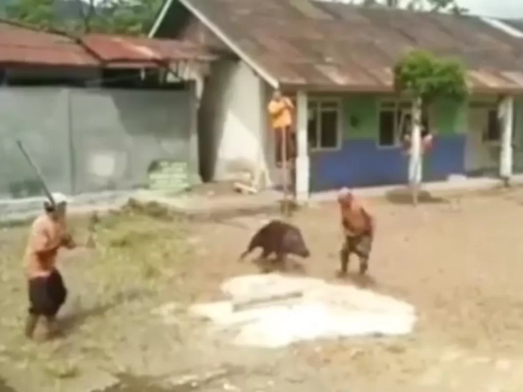 VIral Babi Hutan Serang Warga. (Foto: Instagram @fakta.indo)