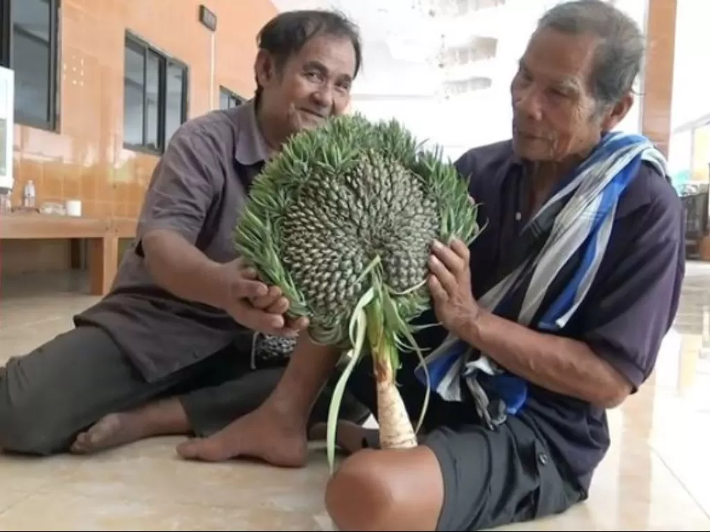 Buah nanas berbentuk unik di Thailand. (Newsflare)