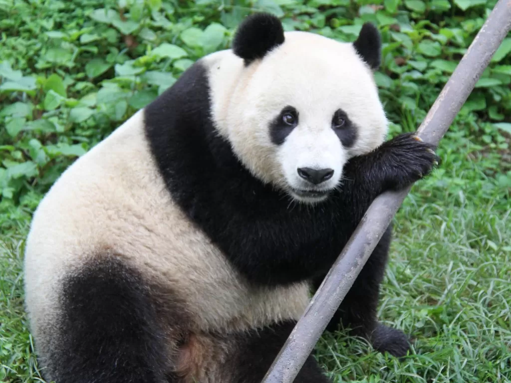 Ilustrasi panda. (photo/Ilustrasi/Facebook/Giant Panda Global)