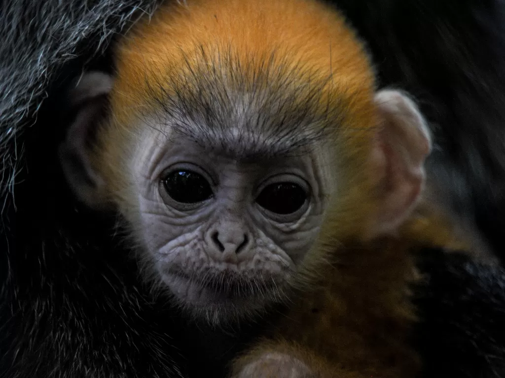 Remon, bayi lutung yang baru lahir di Bandung Zoo. (ANTARA FOTO/Raisan Al Farisi)