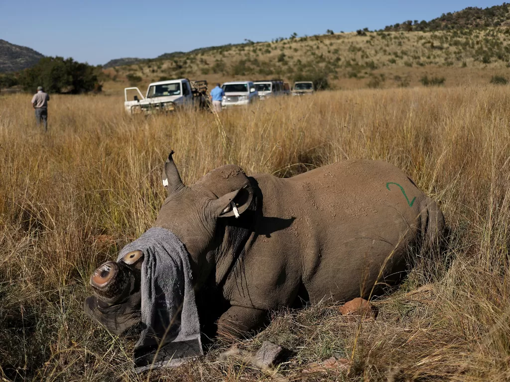 Seekor badak yang telah dipotong culanya di tengah pandemi Covid-19, di Cagar Alam Pilanesberg di Provinsi North West, Afrika Selatan, 12 Mei 2020. (REUTERS/Siphiwe Sibeko)