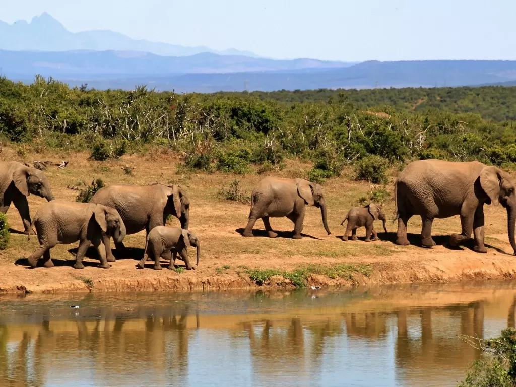 Ilustrasi pemandangan safari di Afrika. (Pixabay)