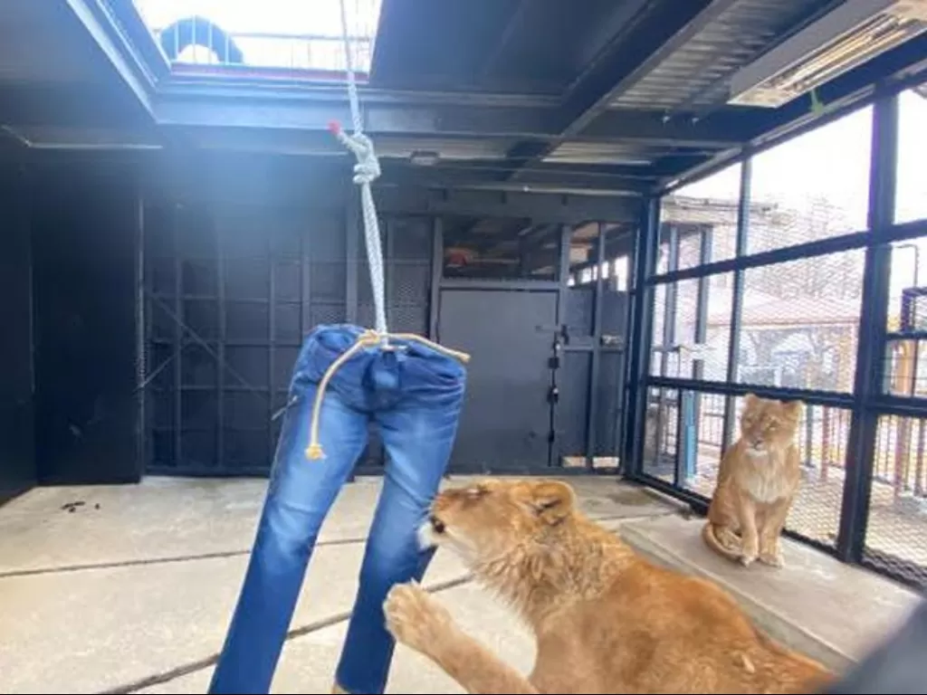 Singa merobek celana jeans di kebun binatang Sapporo Zoo. (Sapporo Zoo)