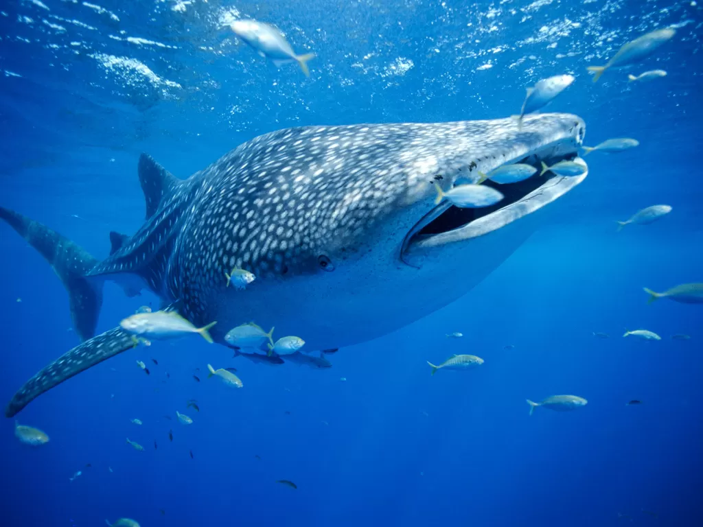 Ilustrasi hiu tutul. (National Geographic)