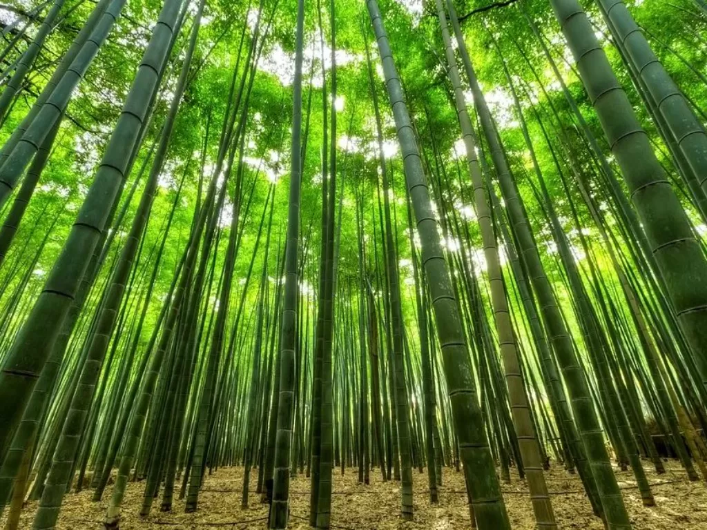 Ilustrasi bambu. (Pixabay/Pexels) 