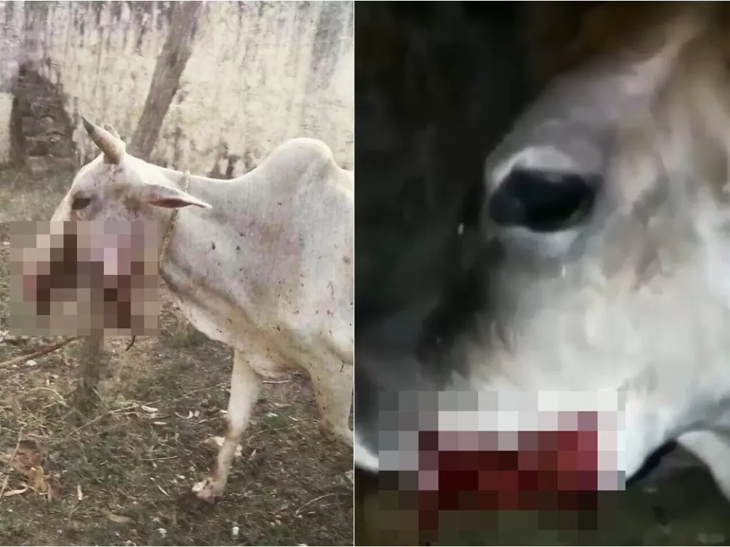 Kondisi sapi bunting di India yang mengalami luka parah di rahang akibat diberi bola tepung gandum berisi petasan. (instagram/@animalhopeandwellness)