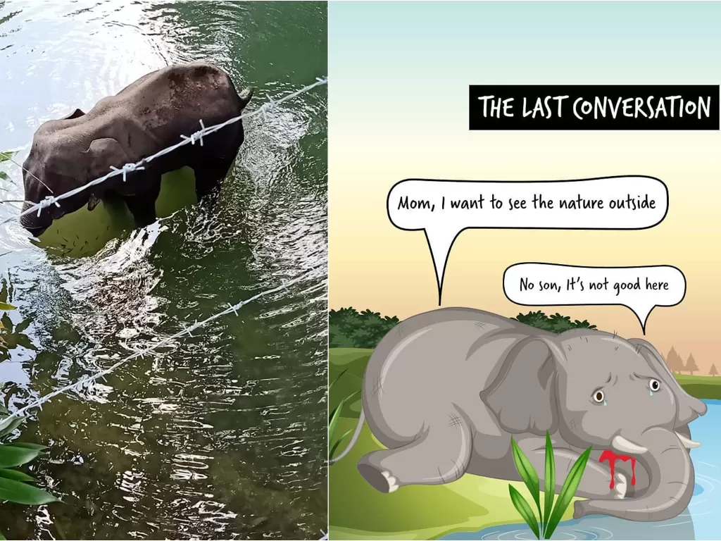 Kiri: Gajah di India yang mati berdiri karena makan nanas berisi petasan. (Facebook/Mohan Krishnan). Kanan: Ilustrasi mengenang kematian gajah hamil. (instagram/@way2newsapp)