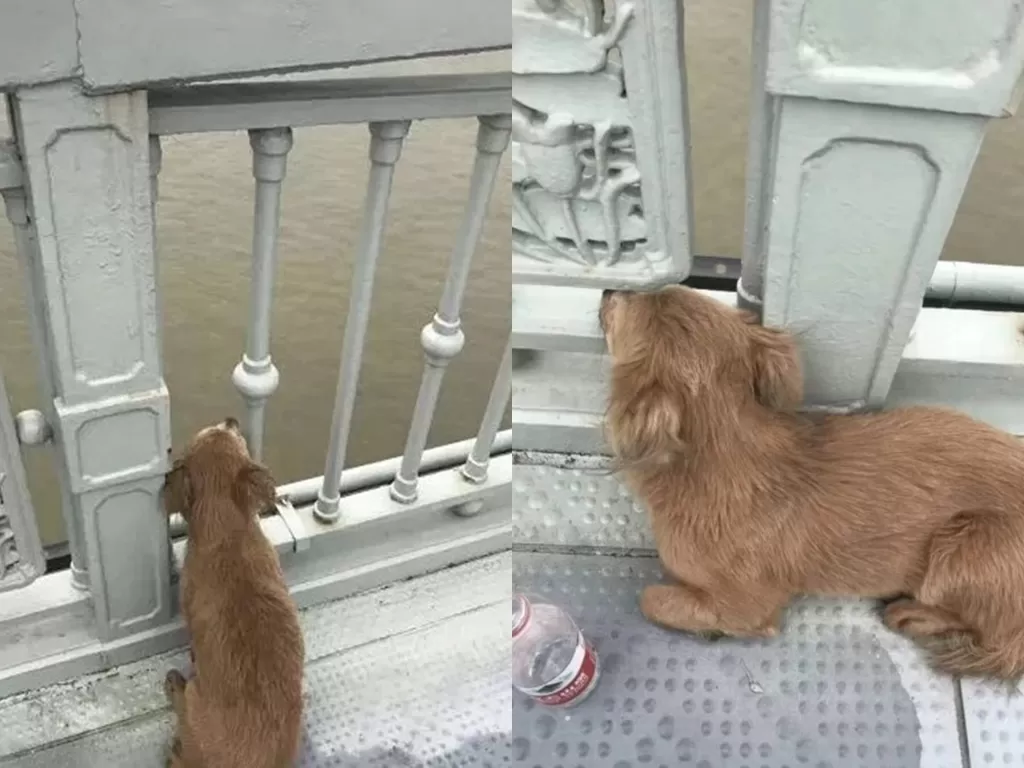 Anjing yang setia menunggu majikannya. (Weixin)