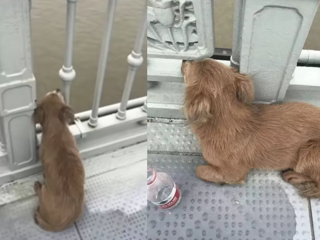 Seekor anjing di Tiongkok yang setia menunggu majikannya. (photo/PearVideo)