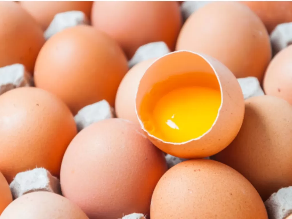 Ilustrasi telur infertil dan telur fertil. (Freepik).
