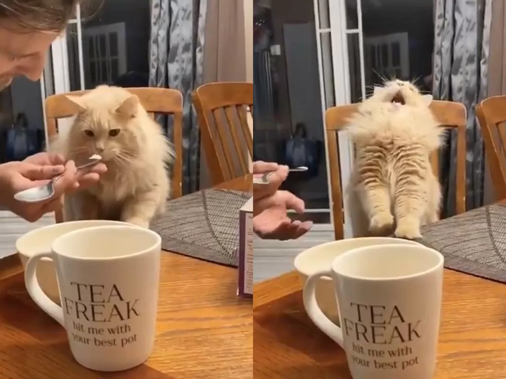 Reaksi menggemaskan seekor kucing saat baru pertama kali makan es krim. (Screenshot)
