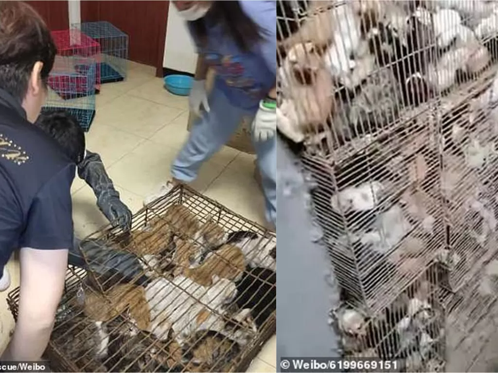 Ratusan kucing dicuri untuk dimakan (photo/Linfen Small Animal Rescue/Weibo)
