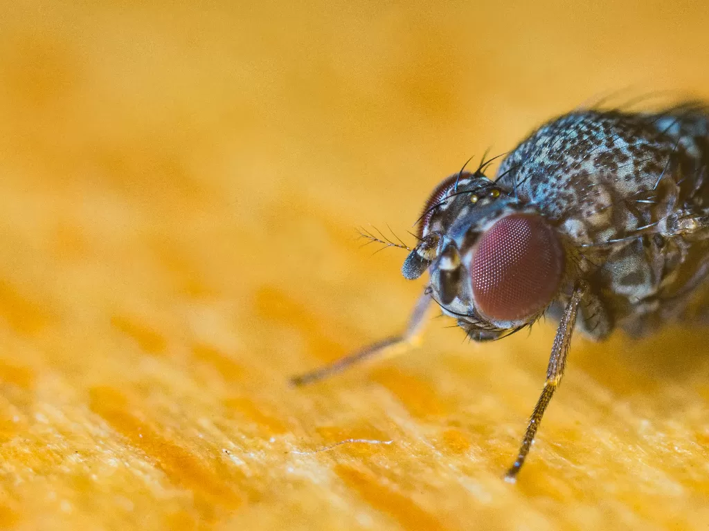 Ilustrasi lalat hinggap di makanan (Pexels/Jimmy Chan)