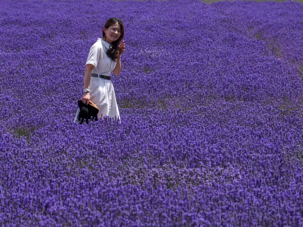 Seorang wanita mengunjungi ladang lavender di Wilayah Huocheng, Daerah Otonom Uighur Xinjiang, Tiongkok barat laut, pada 16 Juni 2020. (Xinhua/Zhao Ge)