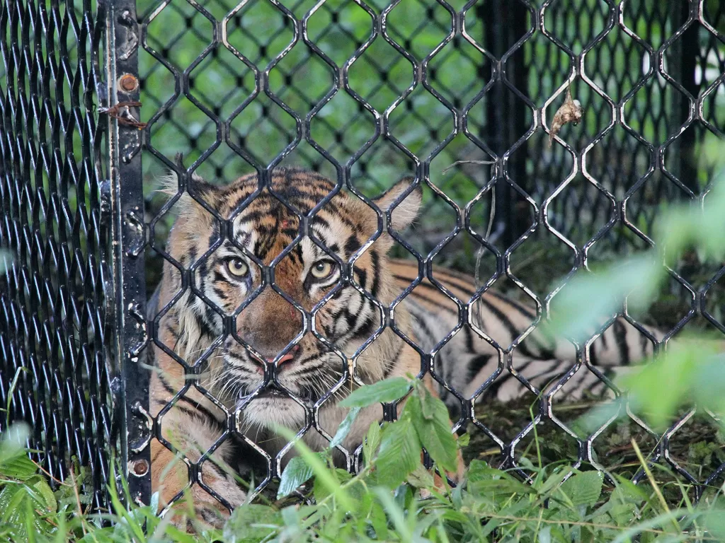 Harimau Sumatera liar berada di dalam kerangkeng di kawasan Conservation Respon Unit (CRU) Desa Naca, Trumon Tengah, Aceh Selatan, Aceh, Jumat (19/6/2020). (ANTARA FOTO/Syifa Yulinnas)